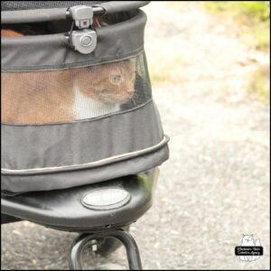 orange and white tabby Oliver in his buggy staring out the front screen with his eyes big and intense.