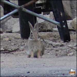 adult bunny rabbit / eastern cottontail / wolpertinger sitting up looking towards the camera; a small white blaze on the forehead; Silver Blaze