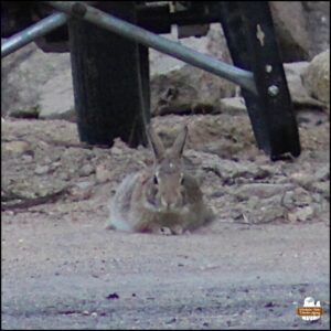 adult bunny rabbit / eastern cottontail / wolpertinger lying down looking towards the camera; a small white blaze on the forehead; Silver Blaze