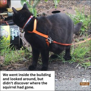 black cat Gus standing next to some junk in the yard looking back over his shoulder. Caption: We went inside the building and looked around, but didn't discover where the squirrel had gone.