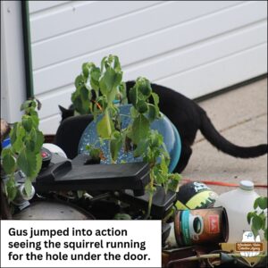 black cat Gus at the exterior of the garage door's corner; Gus jumped into action seeing the squirrel running for the hole under the door; various junk in a pile next to him.