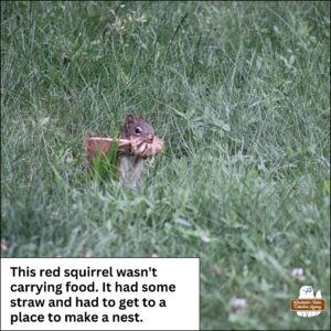 a red squirrel with mouth full of dried grass and straw hopping through the grass because she's the same height as it; this red squirrel wasn't carrying food; it had some straw and had to get to a place to make a nest.