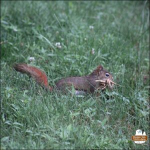 a red squirrel with mouth full of dried grass and straw hopping through the grass