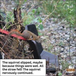 a red squirrel landing on a metal machine part; the squirrel slipped, maybe because things were wet; all the dried grass and straw fell! The squirrel nervously continued.