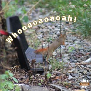 a red squirrel slipping off some metal machine part loses all the dried grass and straw from her mouth; Whooah!