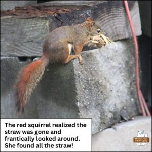 a red squirrel with mouth full of dried grass and straw climbed onto a stack of cinder blocks; the red squirrel realized that the straw was gone and frantically looked around. She found the straw!