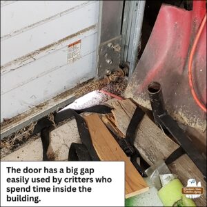 inside at the corner of the garage door; The door has a big gap easily used by critters who spend time inside the building.