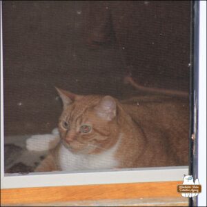 orange tabby with white belly and mittens, Oliver / Ollie, inside at the screen door looking out.