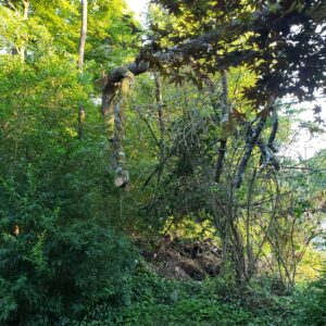 tall old tree broken after a storm