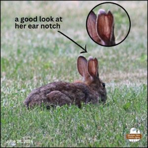 bunny rabbit lying in grass to nibble, mostly facing away from the camera and showing right side; the right ear tip is white and has a "v" shape making the tip look like the top of a heart; frame in corner is more zoomed in. Maud Hare