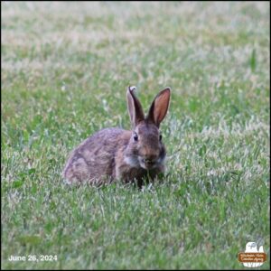 the bunny with the heart shaped ear tip on the right ear is lying in the grass to eat; head is facing the camera and seeing mostly her right side of her body. Maud Hare