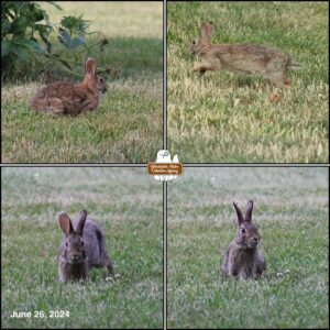 collage of the bunny with the heart shaped ear tip on the right ear as she moved around the yard to eat grass. Maud Hare