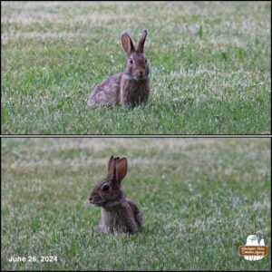 2 image collage of the bunny with the heart shaped ear tip on the right ear as she moved around the yard to eat grass; head facing forward (top); head turned to the left of the camera (bottom) Maud Hare