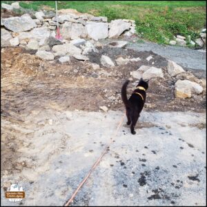 black cat Gus inspecting the excavation and construction of the new rock wall in progress