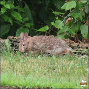 adult bunny rabbit eating grass; several ear notches