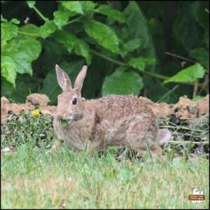 adult bunny rabbit with a leaf in its mouth; several ear notches in both ears along the side edges