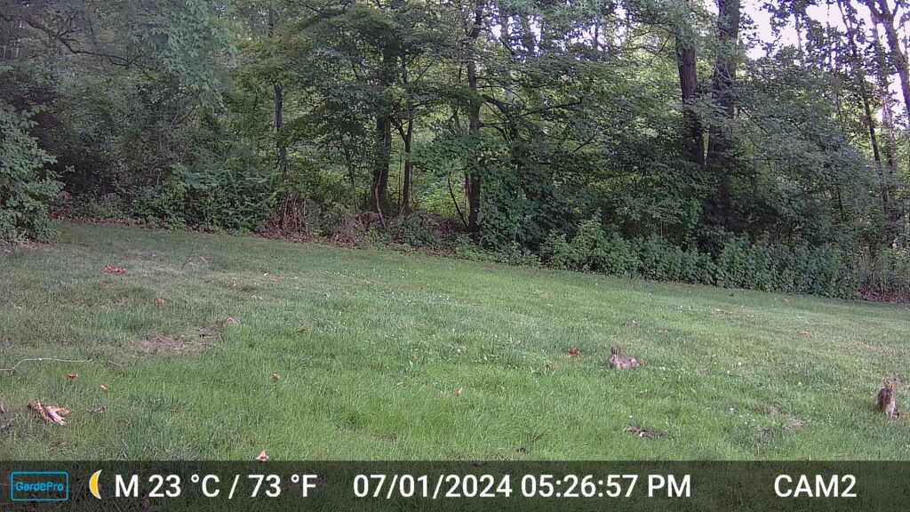 trail camera image of 2 rabbits in the grass; one is the bunny with the long split in the ear, Bibbo Bibbowski