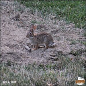 July 2, 2024 bunny rabbit, J. Neville Hare sitting in a patch of dirt.