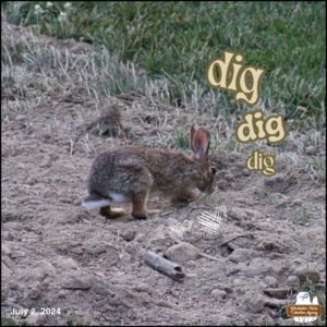 July 2, 2024 bunny rabbit, J. Neville Hare digging in a patch of dirt.