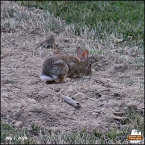 July 2, 2024 bunny rabbit, J. Neville Hare digging in a patch of dirt.