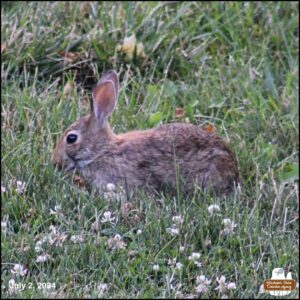 July 2, 2024 bunny rabbit, J. Neville Hare lying in grass and clover nibbling.