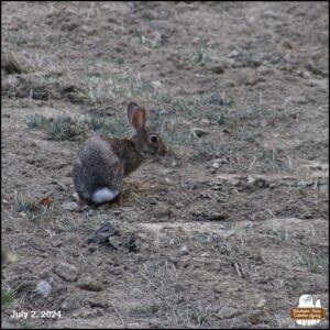 July 2, 2024 bunny rabbit, J. Neville Hare sitting in a patch of dirt with his body curved to the right and his butt facing the camera.