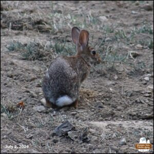 July 2, 2024 bunny rabbit, J. Neville Hare sitting in a patch of dirt with his body curved to the right and his butt facing the camera.