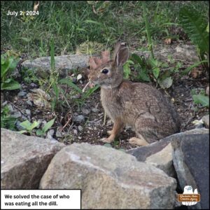 On July 2, 2024, the bunny with the heart shaped ear tip on the right ear sat in the small patch of herb garden and ate all the dill weed plant. Her ear tip is evolving to curl more backwards and looks less like a heart now. Maud Hare