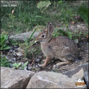 On July 2, 2024, the bunny with the heart shaped ear tip on the right ear sat in the small patch of herb garden and ate all the dill weed plant. Her ear tip is evolving to curl more backwards and looks less like a heart now. Maud Hare