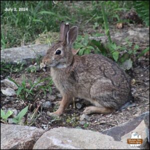 On July 2, 2024, the bunny with the heart shaped ear tip on the right ear sat in the small patch of herb garden and ate all the dill weed plant. Her ear tip is evolving to curl more backwards and looks less like a heart now. Maud Hare