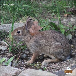 On July 2, 2024, the bunny with the heart shaped ear tip on the right ear sat in the small patch of herb garden and ate all the dill weed plant. Her ear tip is evolving to curl more backwards and looks less like a heart now. Maud Hare