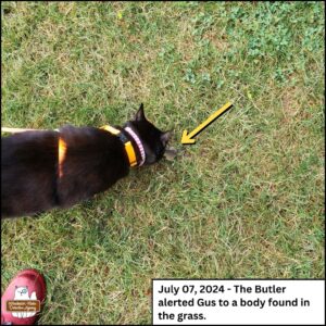 view from above as black cat Gus discovers the mouse's body. caption: July 7, 2024 the Butler alerted Gus to a body found in the grass; a yellow arrow pointing to the body which is partially obscured by Gus.