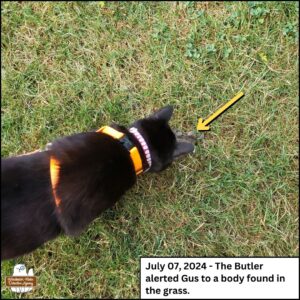 view from above as black cat Gus discovers the mouse's body. caption: July 7, 2024 the Butler alerted Gus to a body found in the grass; a yellow arrow pointing to the body which is partially obscured by Gus.