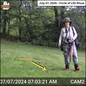 trail camera image taken July 7, 2024 at 7:03am; text at top "Circle of Life Ritual"; Amber stands to the right of the mouse's body she laid in a small clear/dirt patch in the grass; a yellow arrow drawn to indicate the barely visible mouse on the ground; the victim was placed in view of the trail cam on purpose to see who would take it as a meal.