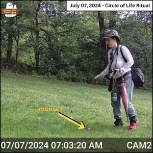 trail camera image taken July 7, 2024 at 7:03am; text at top "Circle of Life Ritual"; Amber stands to the right of the mouse's body she laid in a small clear/dirt patch in the grass; a yellow arrow drawn to indicate the barely visible mouse on the ground; the victim was placed in view of the trail cam on purpose to see who would take it as a meal.