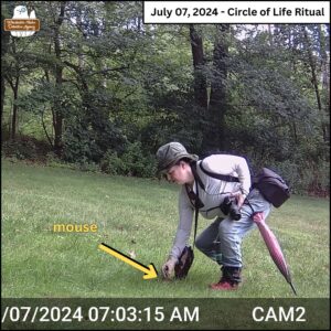 trail camera image taken July 7, 2024 at 7:03am; text at top "Circle of Life Ritual"; Amber bends down to place the mouse's body in a small clear/dirt patch in the grass; a yellow arrow drawn to indicate the barely visible mouse on the ground; the victim was placed in view of the trail cam on purpose to see who would take it as a meal.