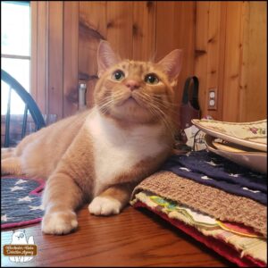 orange and white cat Ollie lying on top of a table