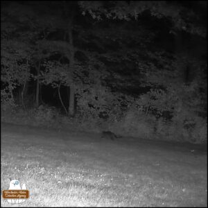 trailcam black and white still image from a July night where a stray tabby cat was in the yard