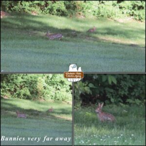 collage of 3 images
top horizontal image of 2 blurry bunnies; bottom left 2 bunnies in the grass with text "bunnies very far away"; bottom right - one of the bunny rabbits in the grass (J. Neville Hare)