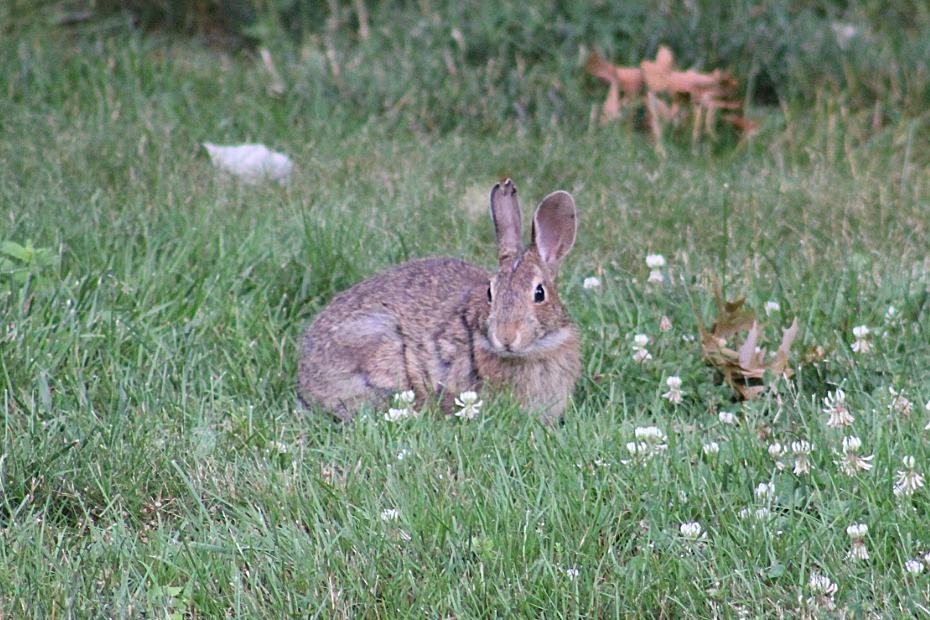 bunny rabbit lying in the grass after eating clover was interupted.