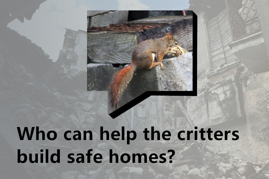 "Who can help the critters build safe homes?" a word balloon has a photo of a red squirrel with a mouthful of straw nesting material; the background is a faded photo of collapsed buildings from a stock image