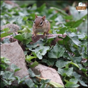 Chipmunk elevated on a wall of rocks and stones covered with ivy; a flat red brick is covered in seeds and nuts; the chipmunk is perched on the edge of the brick so he can look down at Gus (out of frame)