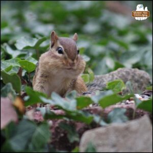 Chipmunk elevated on a wall of rocks and stones covered with ivy; a flat red brick is covered in seeds and nuts; the chipmunk's cheeks are already filled and round.