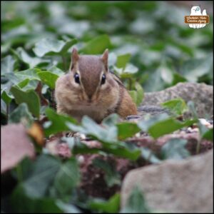 Chipmunk elevated on a wall of rocks and stones covered with ivy; a flat red brick is covered in seeds and nuts; the chipmunk's cheeks are already filled and round.