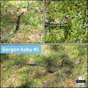 collage of 3 images of the first "Gorgon baby" (garter snake)