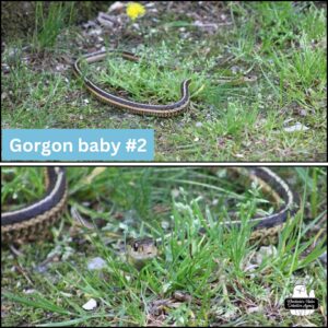 collage of 3 images of the second "Gorgon baby" (garter snake)