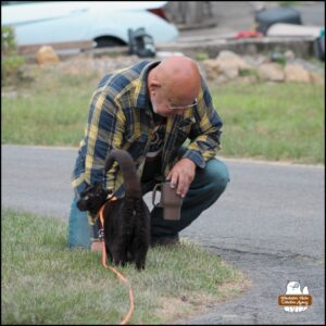 black cat Gus ran up to The Grumpy Old Man who leaned down to pet him