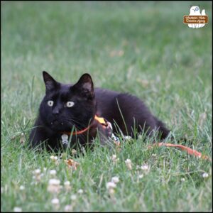 black cat Gus showing his piercing fangs and alert eyes and ears as he lies in the grass to watch the critters at the rock fortress