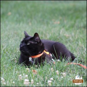 black cat Gus showing his piercing fangs while looks towards the rock wall (not in frame) to give the chipmunk a squinty, stink-eye look as he lies in the grass