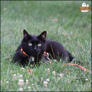 black cat Gus showing his piercing fangs and alert eyes and ears as he lies in the grass to watch the critters at the rock fortress